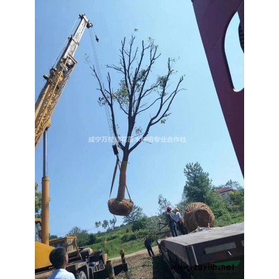 湖北桂花树18公分工程苗高分枝