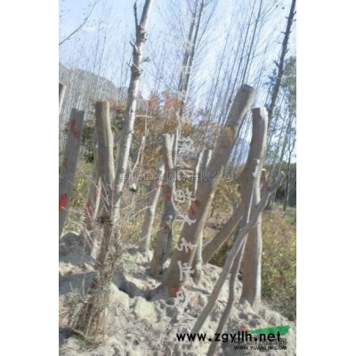 15公分大叶女贞