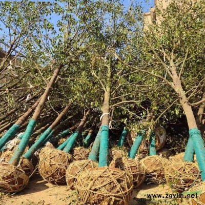 桂花树行情  18公分桂花树报价