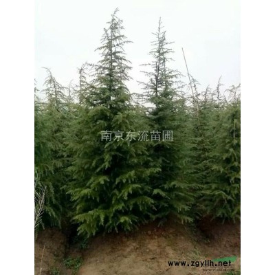 雪松，广玉兰，蜀桧，桂花，大叶女贞，红叶石楠