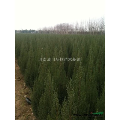 大叶女贞（冬青）