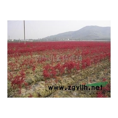 优质特价桂花 浙江桂花 嵊州桂花 产地直销