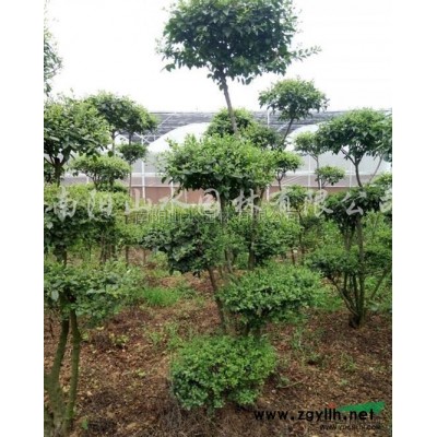 河南独杆桂花*新报价/独杆桂花图片