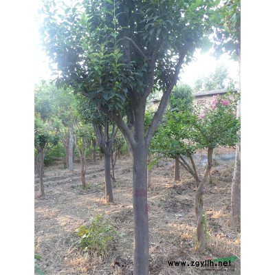 桂花种子/枸树种子/拐枣种子