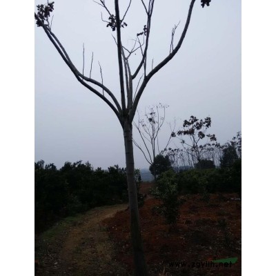 常年供应各种规格香樟、栾树、桂花、广玉兰、枇杷、大叶女贞、柚