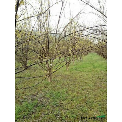 河南15公分大叶女贞一*苗哪里好/哪家便宜