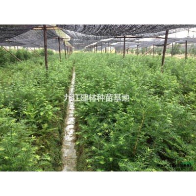 桂花种子 专业种子批发 批发大量桂花种子 和 桂花树