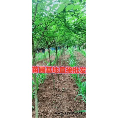 苗圃批发桂花树金桂银桂庭院室内四季桂花浓香型八月桂绿化公路