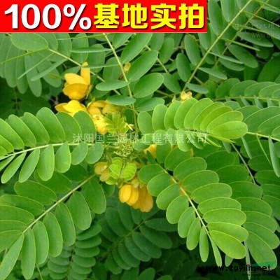 高杆女贞、高杆女贞价格 高杆女贞苗大叶女贞工程苗