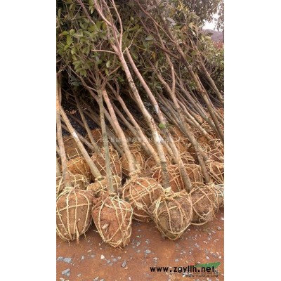 自产直销白玉兰，大叶女贞，大叶黄杨芽苗