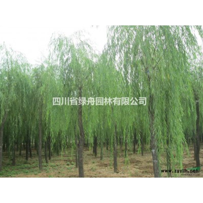 长期供应大叶女贞/高杆女贞