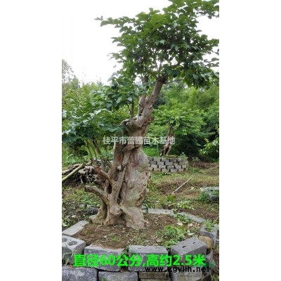 紧急处理出售2000棵10-16公分直径八月桂花