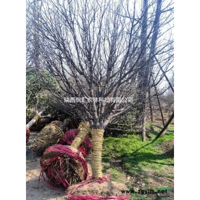 陕西丛生红叶李 丛生大叶女贞 丛生五角枫 丛生茶条槭