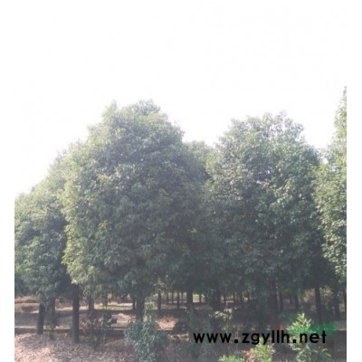 供应金华移栽香樟树价格，全冠香樟树图片，实惠浙江香樟供应