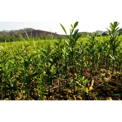 批发出售大量香樟小苗，香樟芽苗