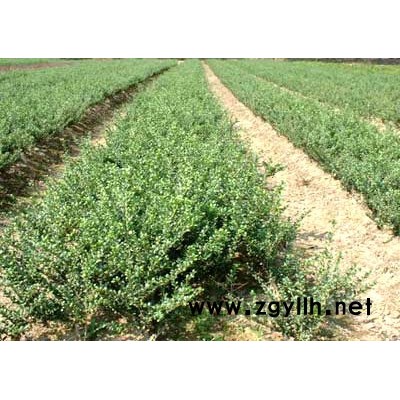 竹子，红叶小波，金叶女贞，银杏