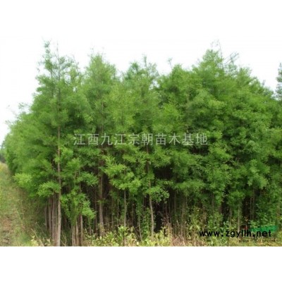 香樟 移栽香樟 *新香樟价格 江西香樟