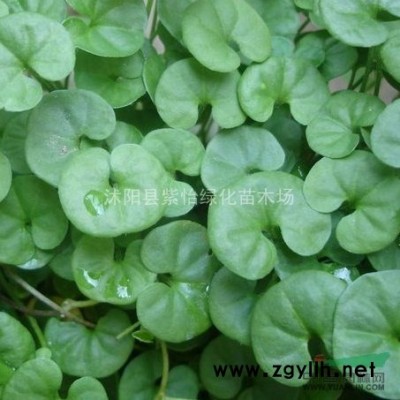 大叶女贞-香樟-广玉兰-独杆红叶石楠-棕榈-高杆女贞 树苗