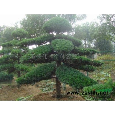 香樟14供应/香樟14图片