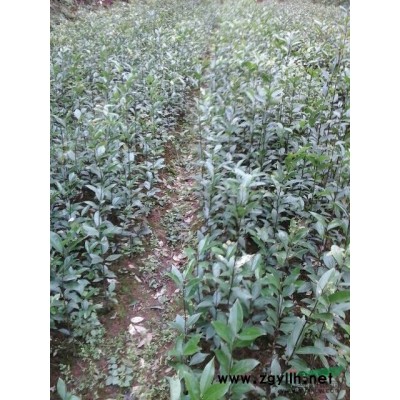 出售香樟、油樟、风景樟40公分-1米