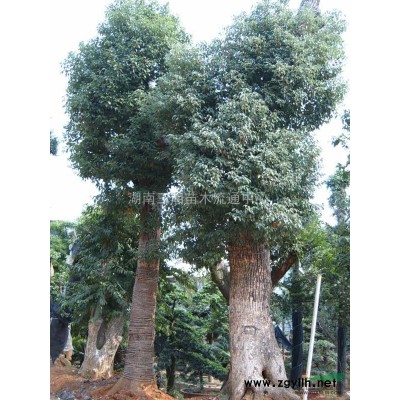 大叶香樟、桂花、罗汉松