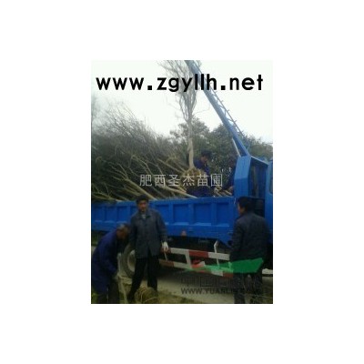 安徽大香樟供应/安徽移植香樟出售