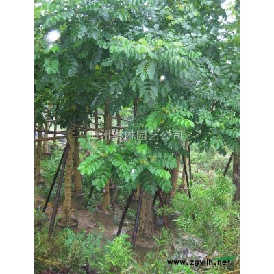 低价出售香樟