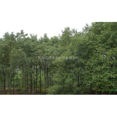 安徽地区  供应香樟 价格从优