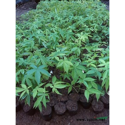 急售香樟小苗，一年生，60-120公分高，价格便宜