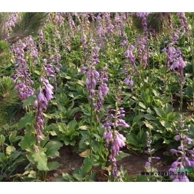 江苏香樟*新报价/香樟图片