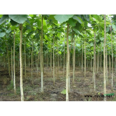 柚木 柚木苗 柚木树 绿化树 香樟苗