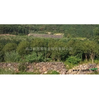 浙江临海10-20公分香樟