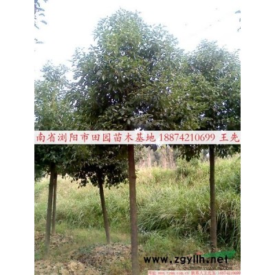 湖南35-40公分香樟*新报价/35-40公分香樟图片