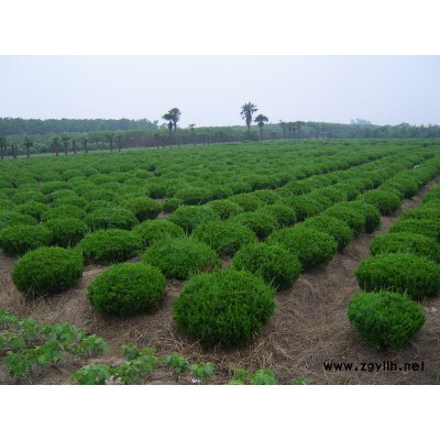 本公司苗木品种调整整体处理大叶女贞8-15公分约3000棵