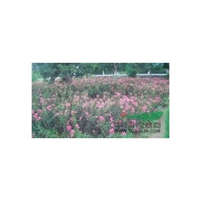 大叶女贞价格、大叶女贞供应、大叶女贞批发