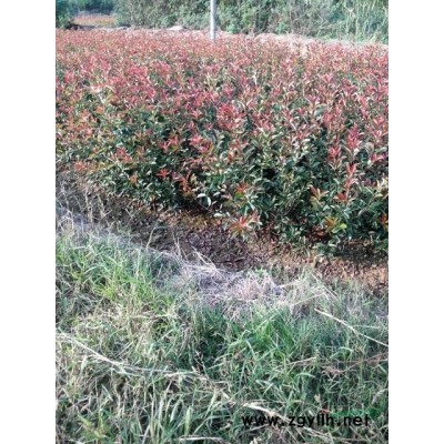 安徽滁州地区常年供应大叶女贞，南栾，蜀桧龙柏，桂花，朴树