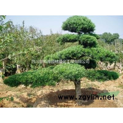 大叶女贞树价格表