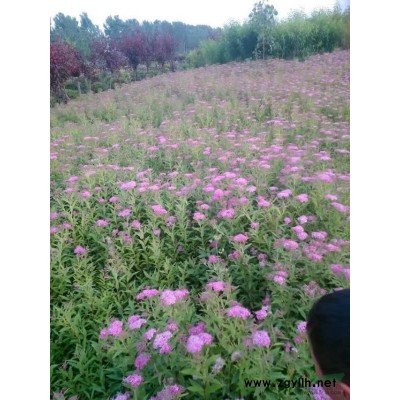 大叶女贞，工程苗