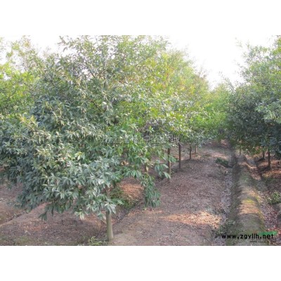 大叶女贞0.4元每棵   紫薇苗0.4元每棵