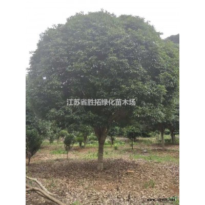 大小规格江苏大叶女贞/8公分大叶女贞/6公分大叶女贞/江苏大叶女贞基地