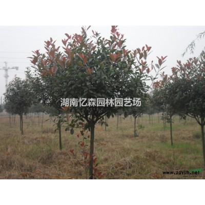 湖南移栽大叶女贞、15cm移栽大叶女贞、20cm大叶女贞价格