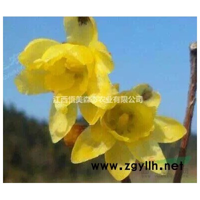 美国科罗拉多蓝杉 比造型桂花 更符合园林需求的品种