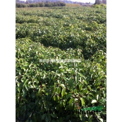 5公分桂花、8公分丹桂价格、10公分精品桂花基地、绿化苗