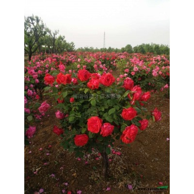 河南大叶女贞介绍