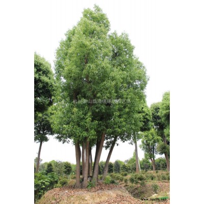 大规格独杆香樟、截杆香樟、移栽三年以上