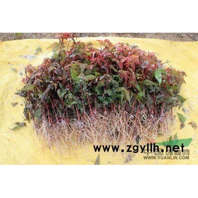 精品香樟1行情报价\精品香樟1图片展示