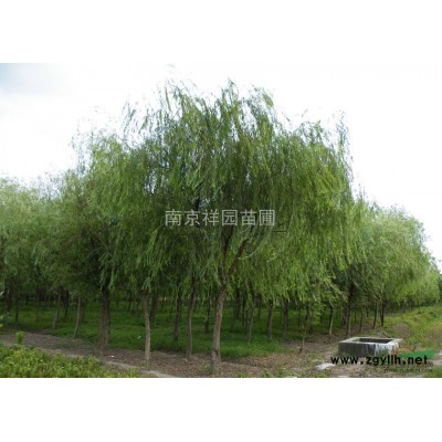 香樟 移栽香樟 *新香樟价格 江苏香樟
