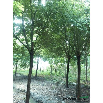 江苏香樟90信息