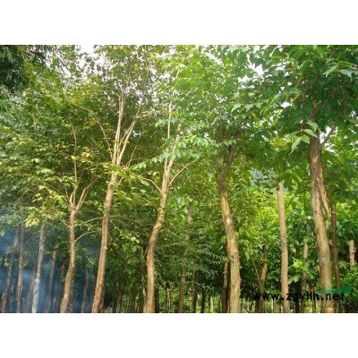 香樟批发/江苏香樟批发/特价批发江苏香樟