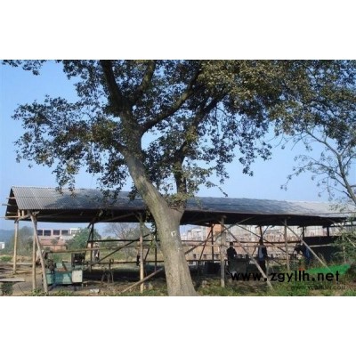 香樟供应/香樟图片